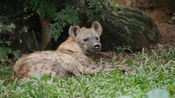 la vie de hyène à l'état sauvage video