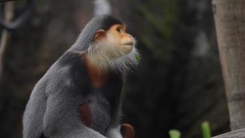 Red-shanked douc living in the wild video