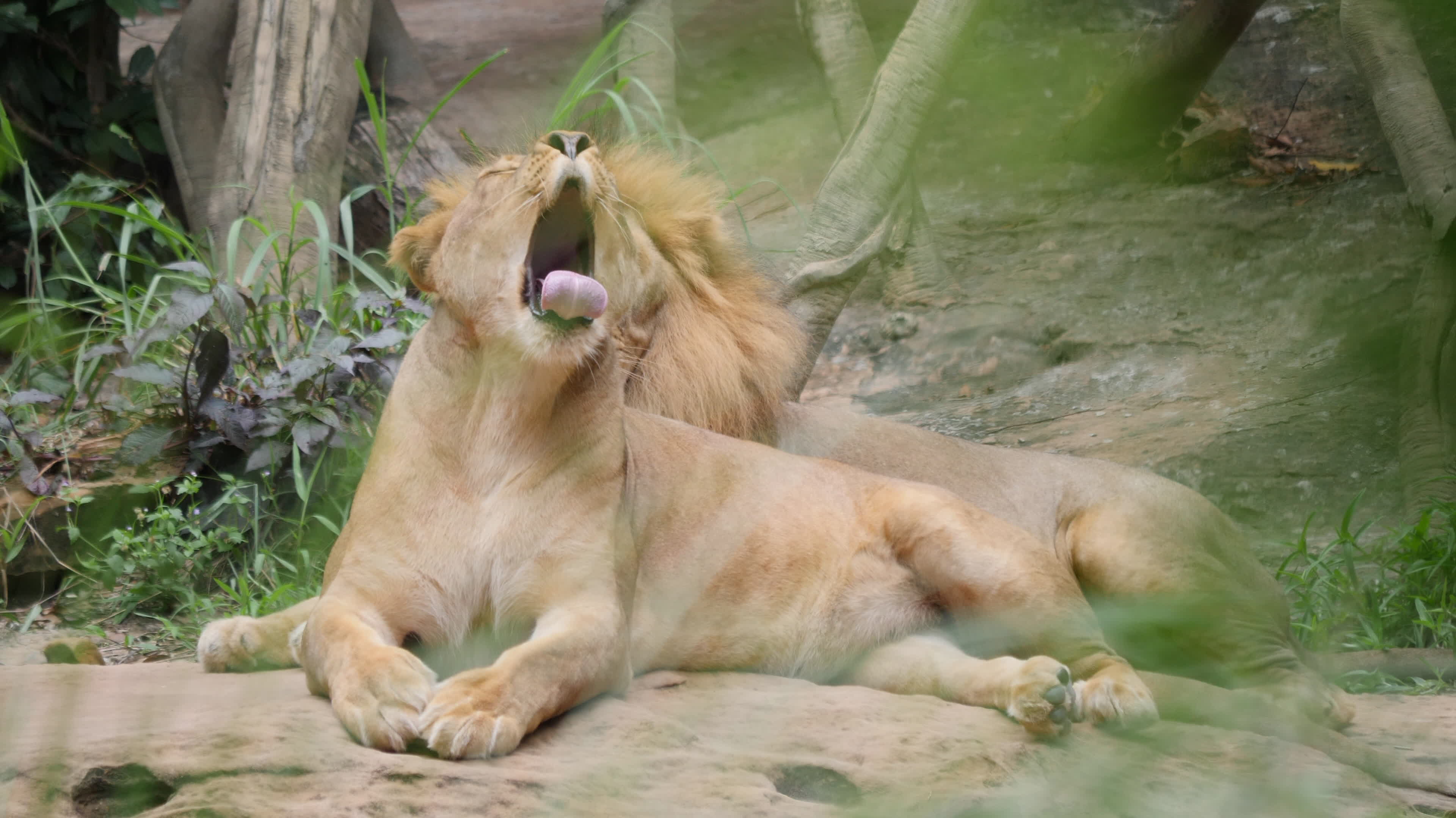 Dangerous Animals Stock Video Footage for Free Download Dangerous Animals Stock Video Footage for Free Download