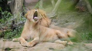 pareja de leones (panthera leo) relajarse en la naturaleza video