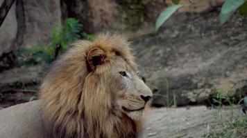 vida de leão (panthera leo) relaxe na selva video