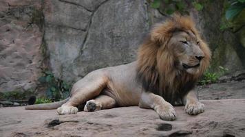 vie de lion (panthera leo) se détendre à l'état sauvage video