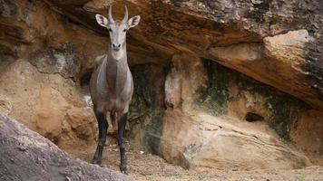 vida animal común de eland en la naturaleza video