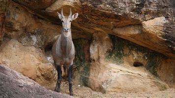 gemeenschappelijk eland dierenleven in het wild video