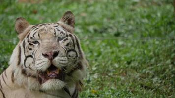 primo piano di una tigre bianca nello zoo video