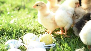 Close up newborn chickens in warm tone and beak on the grass field on green background. video