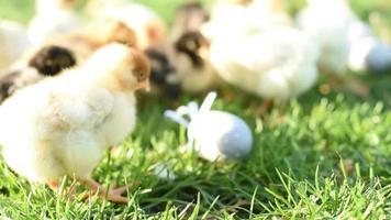 Close up newborn chickens in warm tone and beak on the grass field on green background. video