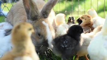 Cerrar pollos recién nacidos y conejito de Pascua en tono cálido en el campo de hierba sobre fondo verde.