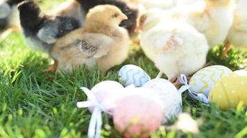 Cerrar pollos recién nacidos en tono cálido y pico en el campo de hierba sobre fondo verde.