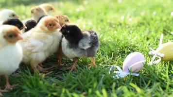 Close up newborn chickens in warm tone and beak on the grass field on green background. video