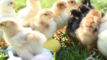 Cerrar pollos recién nacidos en tono cálido y pico en el campo de hierba sobre fondo verde.