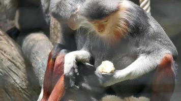 Red-shanked douc Monkey video