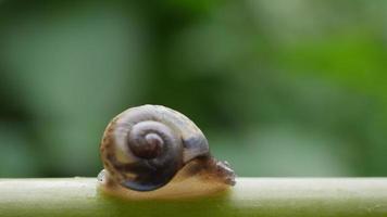 Close up view of a small snail slowly moving across a twig video