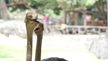 close up shot de avestruz na fazenda de avestruzes video