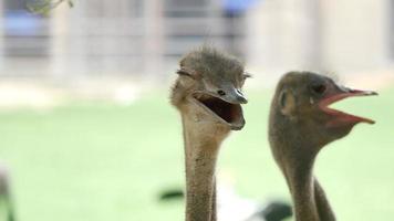 Close up shot of ostrich at the ostrich farm