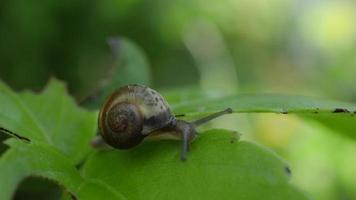 Close up of a snail slowly moving across a leaf