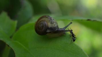 Close up of a snail slowly moving across a twig video