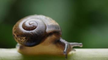 Close up view of a small snail slowly moving across a twig video