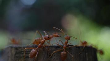 Close up of red ants walking around on the ground. video