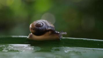 Close up of a snail slowly moving across a twig video