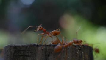 Close up of red ants walking around on the ground. video