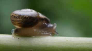 Close up view of a small snail slowly moving across a twig video