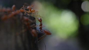 Cerca de hormigas rojas caminando por el suelo. video