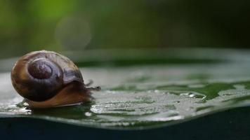 Close up of a snail slowly moving across a twig video