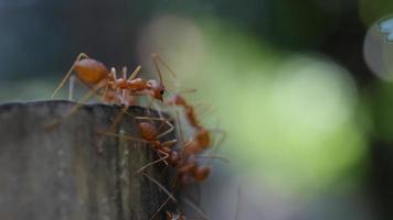 närbild av röda myror som går runt på marken.