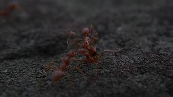 gros plan de fourmis rouges se promenant sur le sol.