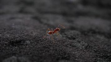 Close up of red ants walking around on the ground.