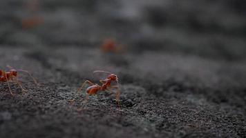 Close up of red ants walking around on the ground.