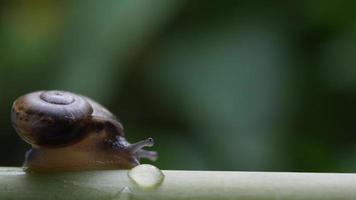 Close up of a small snail moving across a twig video