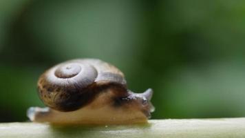 Close up view of a small snail slowly moving across a twig video