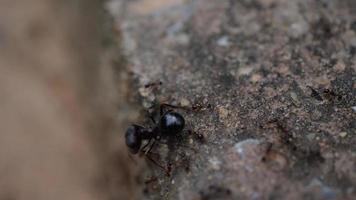 close up de formigas domésticas pretas trabalhando juntas na natureza