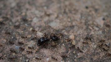 Close up di formiche della casa nera sul terreno che lavorano insieme nella natura.