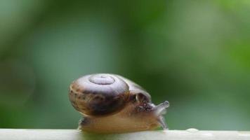 Close up of a small snail moving across a twig. video