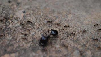 Cerca de hormigas negras en el suelo trabajando juntas en la naturaleza. video