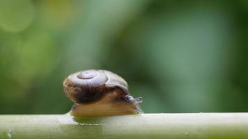 close up de um pequeno caracol movendo-se através de um galho.