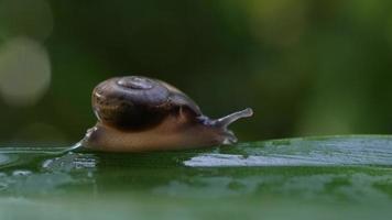 close-up van een kleine slak die over een takje beweegt. video