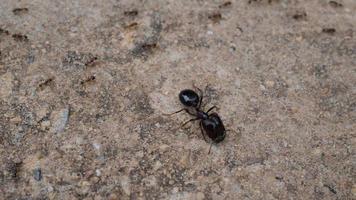 Close up di formiche della casa nera sul terreno che lavorano insieme nella natura. video