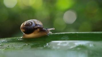 Cerca de un pequeño caracol moviéndose a través de una ramita. video