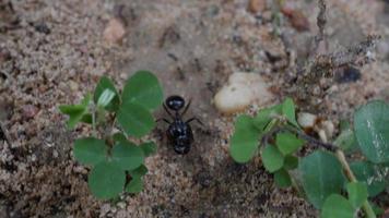 close-up de formigas-pretas no chão, trabalhando juntas na natureza.