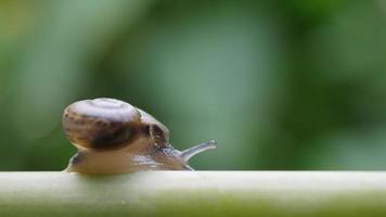 Close up of a snail slowly moving across a twig video