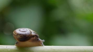 Close up of a small snail moving across a twig. video