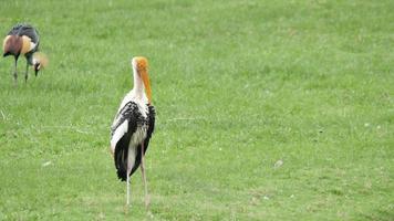 Painted storks standing in a grass field video