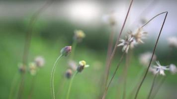 close up de flores do campo de grama video