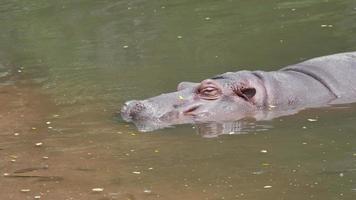 vida de un hipopótamo en el lago video