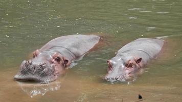 vita di un ippopotamo sdraiato nel lago video