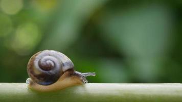 Close up view of a small snail slowly moving across a twig video